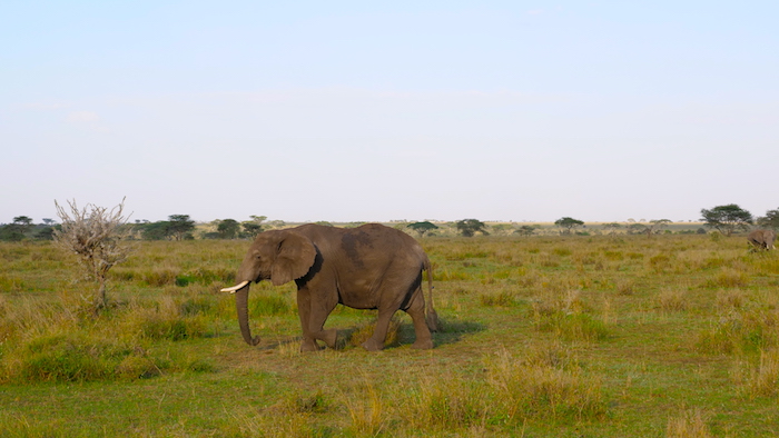 Stefan shares a sneak peek of his tanzania safari adventure